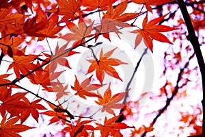 red maple leaves in autumn against bright background, bokeh effect
