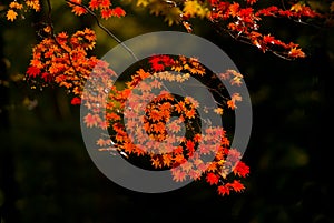 red maple leaves in autumn against dark background, Aichi, Japan