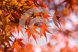 Red maple leaves img