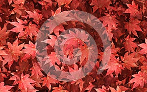 Red maple leaves autumn background