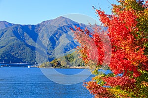 Red maple leaves in autumn at Kawaguchi lake, Kawaguchigo, Japan.