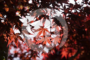 Red maple leaves in autumn photo