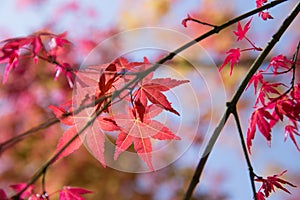 Red maple leaves in autumn photo