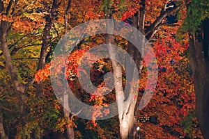 Red maple leaves in autumn season with blurred background