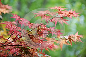 Red maple leaves background