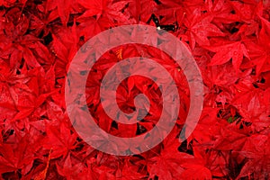 Red Maple Leaves background