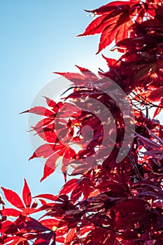 Red Maple Leaves, Blue Sky