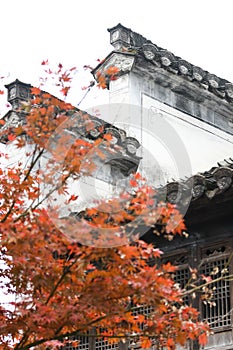 Red Maple Leaves and Chinese Huizhou Architecture