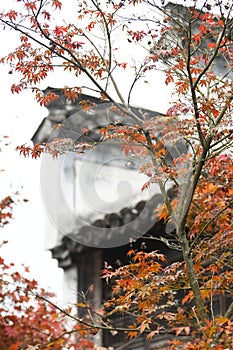 Red Maple Leaves and Chinese Huizhou Architecture