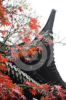 Red Maple Leaves and Chinese Huizhou Architecture