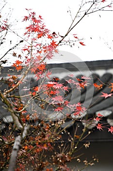 Red Maple Leaves and Chinese Huizhou Architecture