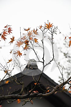 Red Maple Leaves and Chinese Huizhou Architecture