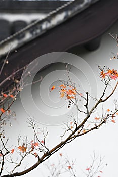 Red Maple Leaves and Chinese Huizhou Architecture