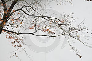 Red Maple Leaves and Chinese Huizhou Architecture