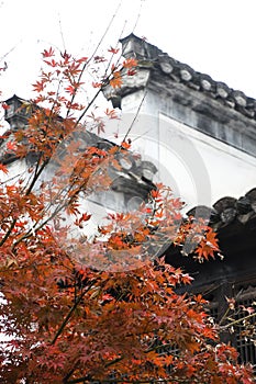 Red Maple Leaves and Chinese Huizhou Architecture