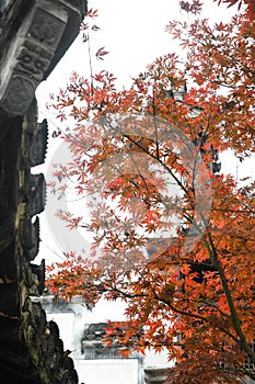 Red Maple Leaves and Chinese Huizhou Architecture