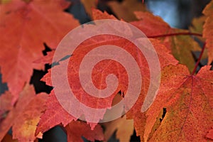 Red Maple Leaves Closeup