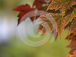 Red Maple Leaves and Copyspace