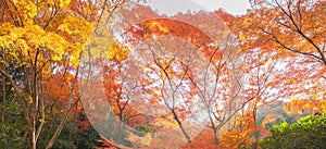 Red maple leaves or fall foliage with branches in colorful autumn season in Kyoto City, Kansai. Trees in Japan. Nature landscape