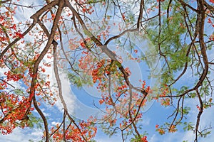 Red maple leaves or fall foliage with branches in colorful autumn season in Kyoto City, Kansai. Trees in Japan. Nature landscape