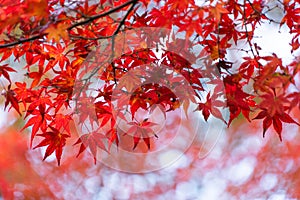 Red maple leaves or fall foliage with branches in colorful autumn season in Kyoto City, Kansai. Trees in Japan. Nature landscape