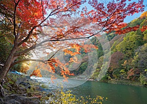 Red maple leaves or fall foliage in colorful autumn season near Arashiyama river, Kansai, Kyoto. Trees in Japan with blue sky.