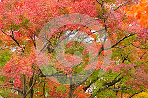 Red maple leaves or fall foliage in colorful autumn season near Fujikawaguchiko, Yamanashi. Five lakes. Trees in Japan with blue