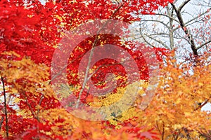 Red maple leaves or fall foliage in colorful autumn season near Fujikawaguchiko, Yamanashi. Five lakes. Trees in Japan with blue