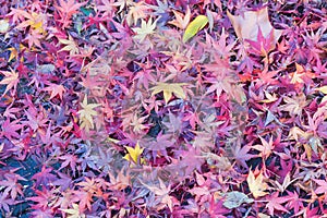 Red maple leaves falling