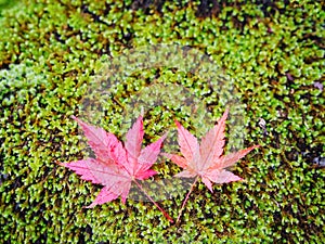 Red maple leaves falling over green moss on the ground