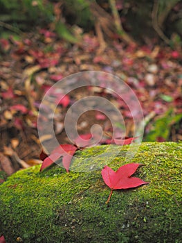 Red maple leaves falling over green moss on the ground