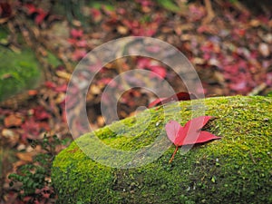 Red maple leaves falling over green moss on the ground