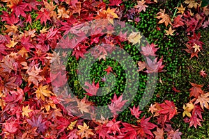 Red maple leaves on the fresh wet moss in Japan