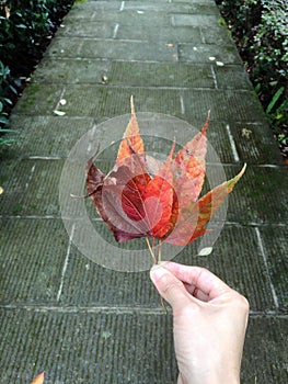 Red maple leaves in hand