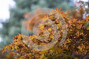 red maple leaves of Jozankei