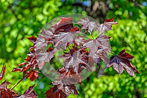 Red maple leaves over blurred background