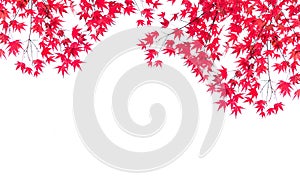 Red maple leaves over white background