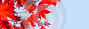 Red maple leaves panoramic background whith copy space autumn concept photo