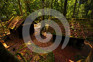 Red maple leaves in phu hin rongkla national park pitsanuloke province thailand