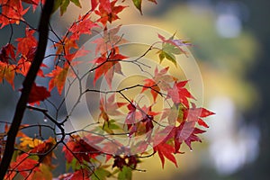 Red maple leaves and the rain