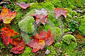 Red Maple Leaves Scattered Over Moss Covered Ground