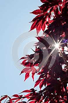 Red Maple Leaves, Sunlight Flare, Blue Sky
