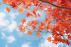 Red maple leaves on top of tree on blue sky background