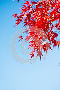 Red maple leaves on tree in autunm season