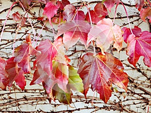 Red Maple  Leaves on a Wall Background