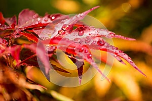 Red maple with rain drops