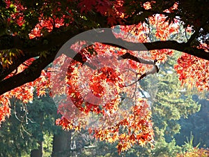 Red maple tree