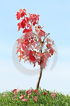 Red maple tree