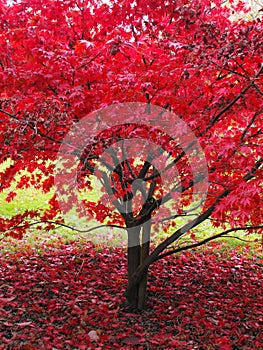 Red Maple Tree in Autumn