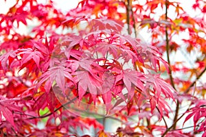Red maple tree. Autumn is coming. Vibrant maple leaves close up. Autumnal background. Branch maple leaves backdrop